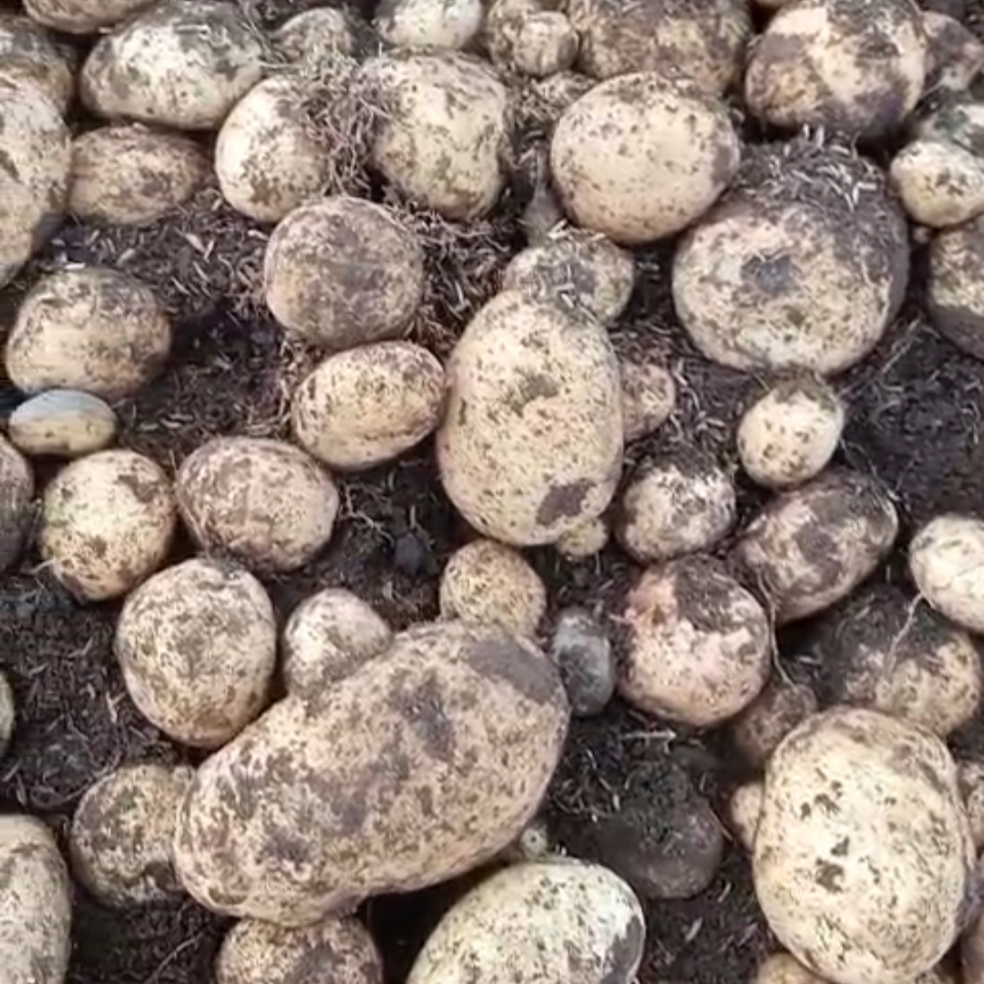 Kentang di Pangalengan