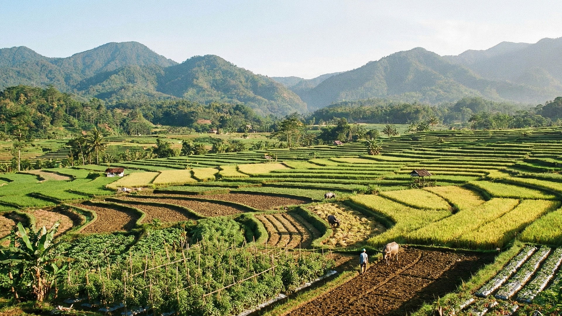 Pertanian Berkelanjutan Indonesia